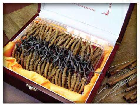 富顺冬虫夏草回收